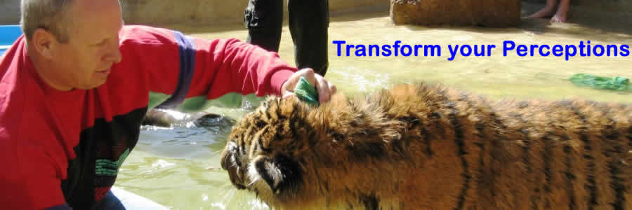 tigertony900x300a